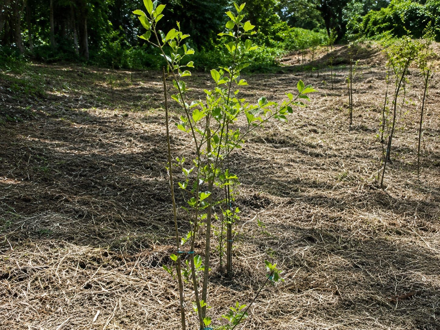 Individuos vegetales jóvenes plantados en hileras sobre terreno cubierto de material vegetal seco, con el borde de bosque al fondo.