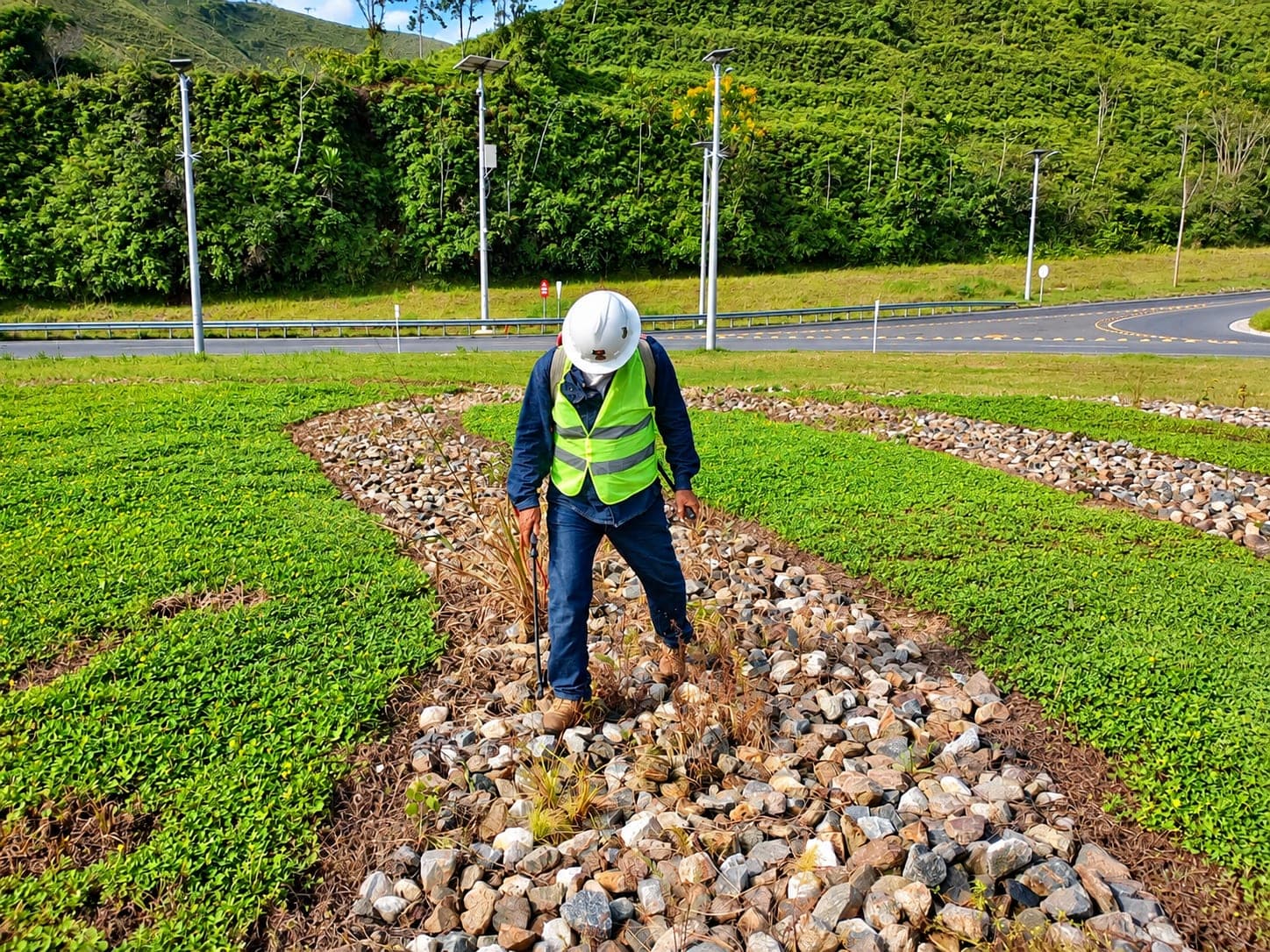 Operario revisa una franja de piedra entre bandas de cubresuelo verde ya establecido, junto a una vía.