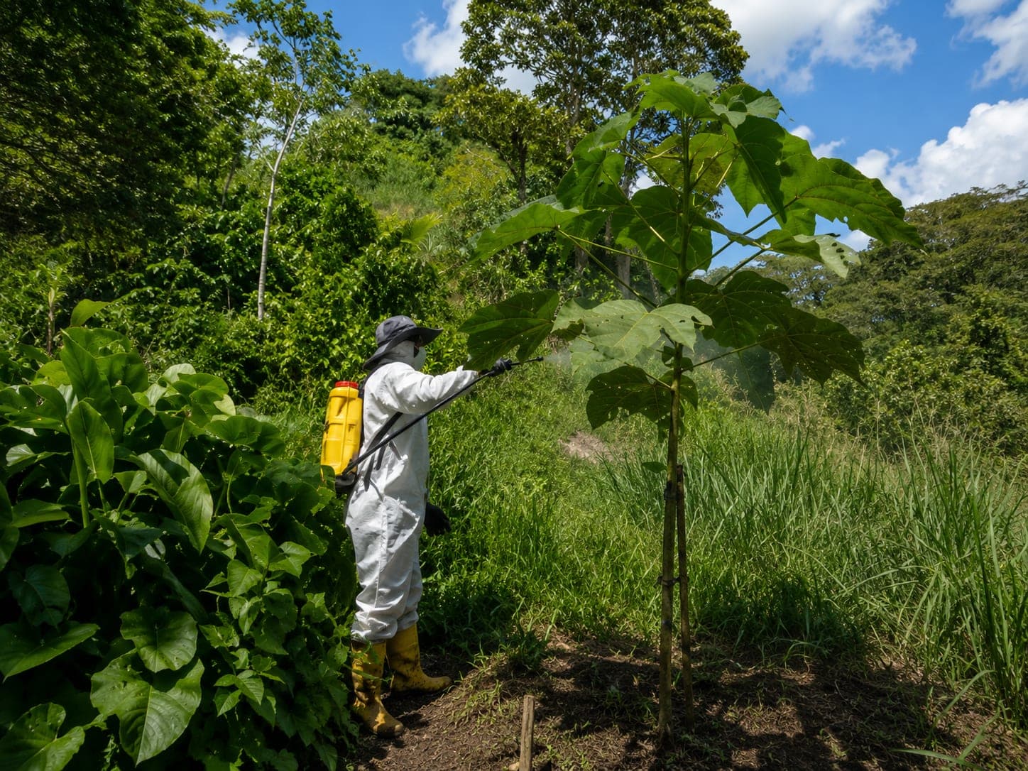 Operario con equipo de protección junto a una planta joven de hojas anchas durante una jornada de revisión en campo.
